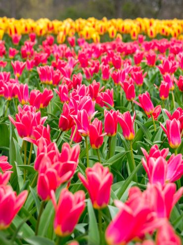 Tulip Season in Kashmir 2026