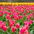 Tulip Season in Kashmir 2026